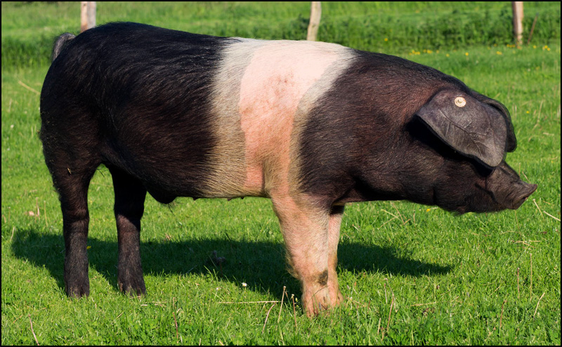 Sattelschwein